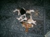 hermosos cachorros Basset Hound en www.datoavisos.com.mx. Aviso Gratis enviado por marco mejorado el 6/9/2010