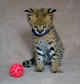 serval disponibles y exóticos gatitos f1 sabana