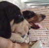 cachorros bluetick coonhound