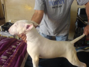 LAZARO Avisos gratis en Mexico lindo en Benito Ju&aacute;rez |  VENDO HERMOSOS CACHORROS BULL TERRIER INGLES, AUTENTICOS CACHORROS