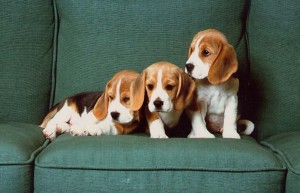  Avisos gratis en Mexico lindo en Guadalajara |  VARIAS RAZAS, CACHORRITOS LEG&iacute;TIMOS, NO BUSQUE M&aacute;S, Hello Puppy tiene los mejores cachorros LEG&iacute;TIMOS del Pa&iacute;s