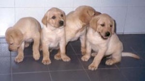  Avisos gratis en Mexico lindo en Chihuahua |  cachorritos labrador !!!!!!! excelentes mascotas, Hello Puppy tiene los mejores cachorros LEG&iacute;TIMOS del Pa&iacute;s