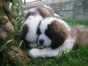  Avisos gratis en Mexico lindo en Tijuana |  SAN BERNARDO cachorritos LEG&iacute;TIMOS, Hello Puppy tiene los mejores cachorros LEG&iacute;TIMOS del Pa&iacute;s