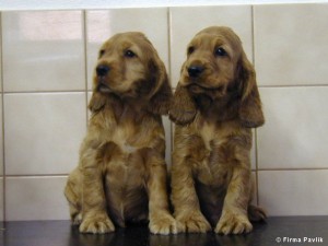  Avisos gratis en Mexico lindo en La Paz |  Cachorritos COCKER SPANIEL, 100%CALIDAD, Hello Puppy tiene los mejores cachorros LEG&iacute;TIMOS del Pa&iacute;s