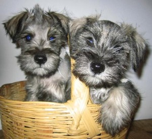  Avisos gratis en Mexico lindo en Carmen |  Schnauzer cachorritos super lindos, Hello Puppy tiene los mejores cachorros LEG&iacute;TIMOS del Pa&iacute;s