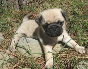  Avisos gratis en Mexico lindo en Acapulco de Ju&aacute;rez |  Cachorritos Pug, EXCELENTE CALIDAD, Hello Puppy tiene los mejores cachorros LEG&iacute;TIMOS del Pa&iacute;s