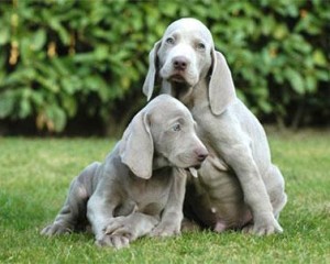  Avisos gratis en Mexico lindo en Oaxaca de Ju&aacute;rez |  Los mejores cachorros WEIMARANER, Hello Puppy tiene los mejores cachorros LEG&iacute;TIMOS del Pa&iacute;s