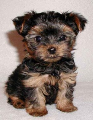 Avisos gratis en Mexico lindo en Hermosillo |  Yorkshire Terrier LOS MEJORES, Hello Puppy tiene los mejores cachorros LEG&iacute;TIMOS del Pa&iacute;s