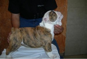 amparo Avisos gratis en Mexico lindo en Iztacalco |  Vendo Cachorros Bulldog Ingles, excelentes