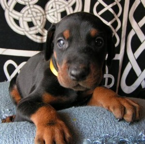  Avisos gratis en Mexico lindo en Villahermosa |  Imponentes cachorros DOBERMAN, Hello Puppy tiene los mejores cachorros LEG&iacute;TIMOS del Pa&iacute;s