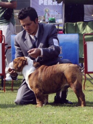 AMPARO RUIZ PEREZ Avisos gratis en Mexico lindo en Iztacalco |  Vendo Cachorros Bulldog Ingles, originales