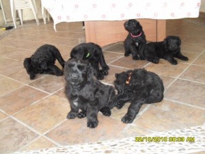 PACO Avisos gratis en Mexico lindo en Le&oacute;n |  Terrier Ruso Negro, CACHORROS