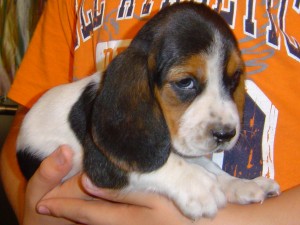 Rafael Avisos gratis en Mexico lindo en San Nicol&aacute;s de los Garza |  Remato chachorritas BASSET HOUND de 2 meses de edad estan hermosas, basseet hound tricolor