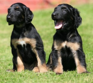  Avisos gratis en Mexico lindo en Guadalajara |  SUPER elegantes cachorritos AFGANO, Hello Puppy tiene los mejores cachorros LEG&iacute;TIMOS del Pa&iacute;s