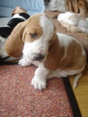  Avisos gratis en Mexico lindo en Guadalajara |  ADORABLES cachorros Basset Hound, Hush Puppy, Hello Puppy tiene los mejores cachorros LEG&iacute;TIMOS del Pa&iacute;s