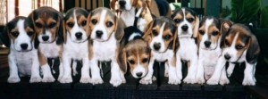  Avisos gratis en Mexico lindo en La Paz |  SUPER cachorros BEAGLE !!, Hello Puppy tiene los mejores cachorros LEG&iacute;TIMOS del Pa&iacute;s