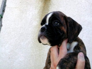  Avisos gratis en Mexico lindo en Tijuana |  ESPL&eacute;NDIDOS cachorros B&oacute;XER, leg&iacute;timos, Hello Puppy tiene los mejores cachorros LEG&iacute;TIMOS del Pa&iacute;s