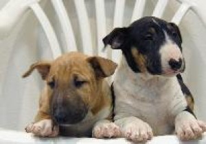  Avisos gratis en Mexico lindo en Chihuahua |  BULLTERRIER ingl&eacute;s, ejemplares de calidad 100%, Hello Puppy tiene los mejores cachorros LEG&iacute;TIMOS del Pa&iacute;s