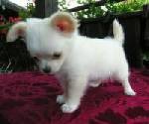  Avisos gratis en Mexico lindo en Villahermosa |  PEQUE&Ntilde;&iacute;SIMOS CACHORRITOS CHIHUAHUA !!!, Hello Puppy tiene los mejores cachorros LEG&iacute;TIMOS del Pa&iacute;s