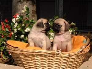  Avisos gratis en Mexico lindo en Guadalajara |  &iquest;Que Hello Puppy tiene los mejores cachorritos del pa&iacute;s?, Hello Puppy tiene los mejores cachorros LEG&iacute;TIMOS del Pa&iacute;s