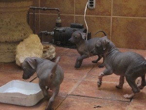 Ramiro Salinas Avisos gratis en Mexico lindo en San Luis Potos&iacute; |  Xoloizcuintle Miniatura en SLP, La raza hipoalergenica ideal para asmaticos