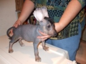  Avisos gratis en Mexico lindo en Alvaro Obreg&oacute;n |  XOLOITZCUINTLES EN VENTA!!!!! 100% RAZA PURA!!!!!, Preciosos cachorros, muy saludables, de dos meses de nacidos.