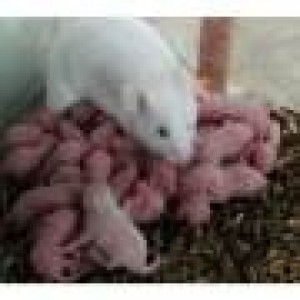 ANTONIO PEREZ Avisos gratis en Mexico lindo en Zapopan |  RATON PINKY, TAMBIEN HAMSTERS