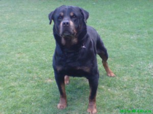  Avisos gratis en Mexico lindo en Alvaro Obreg&oacute;n |   SEMENTAL ROTTWEILER  MULTICAMPE&oacute;N PARA CRUZA., campe&oacute;n de varios pa&iacute;ses