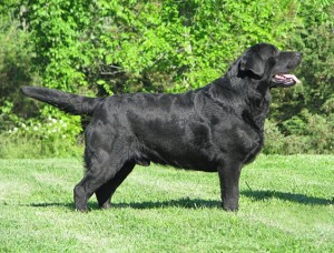 JORGE AMEZQUITA Avisos gratis en Mexico lindo en Huixquilucan |  LOS MEJORES LABRADORES DE MEXICO, INDIGO LABS