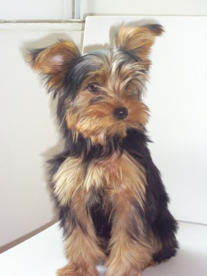 carmen Avisos gratis en Mexico lindo en Miguel Hidalgo |  YORKSHIRE TERRIER RAZA PURA, AUTENTICO