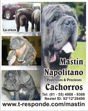Mauricio Avisos gratis en Mexico lindo en Coyoac&aacute;n |  Mastin napolitano cachorros, mascota