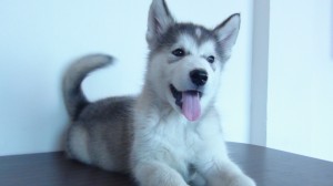 Jorge Avisos gratis en Mexico lindo en Benito Ju&aacute;rez |  CACHORROS ALASKAN MALAMUTE, EXCELENTE PEDIGR&iacute;