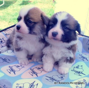 RANDOLPH KENNEL Avisos gratis en Mexico lindo en Aguascalientes |  WELSH CORGI PEMBROKE( BY RANDOLPH KENNEL ), WELSH CORGI PEMBROKE