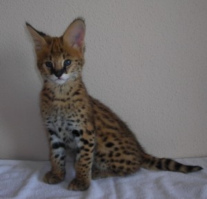Erico Avisos gratis en Mexico lindo en Los Cabos |  Savannah, Safari, Caracal, Cheetah y  Serval gatitos, Savannah, Safari, Caracal, Cheetah y  Serval gatitos
