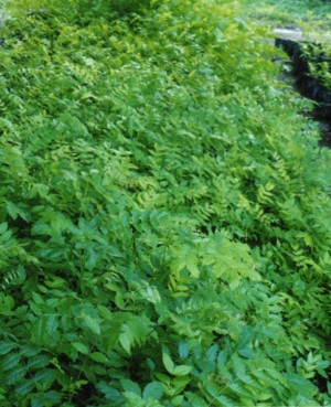 Paulina Bracho Gonz& Avisos gratis en Mexico lindo en Tlalpan |  Venta de Cedro Rosado de la India (Acrocarpus Fraxinifolius), Mundani., (Acrocarpus Fraxinifolius), Mundani.