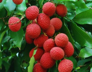 Paulina Bracho Gonz& Avisos gratis en Mexico lindo en Tlalpan |  Venta de Litches 100% org&aacute;nicos., org&aacute;nicos