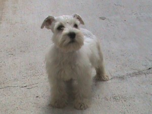 SAYA Avisos gratis en Mexico lindo en Tlalpan |  SCHNAUZER MINIATURA BLANCO, CACHORRITOS SCHNAUZER BLANCO MINIATURA