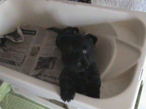sya Avisos gratis en Mexico lindo en Tlalpan |  scottish terrier ferrionis terrier escoces, cachorritos terrierer escoces muy peque&ntilde;os excelente calidad