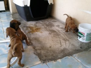 Jesus Rivera Avisos gratis en Mexico lindo en Monterrey |  Cachorritos Rhodesian , Macho y hembras, 2500 vacunados y desparasitados, Mes y medio