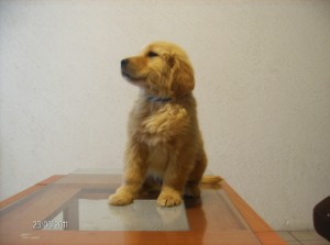 JOSE LUIS RODRIGUEZ  Avisos gratis en Mexico lindo en Tlalnepantla de Baz |  HERMOSOS GOLDEN RETRIEVER, CACHORROS