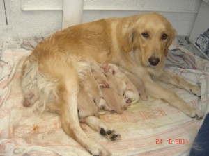 Karla castillo Avisos gratis en Mexico lindo en Atizap&aacute;n |  Lindos y sanos cachorros golden retriver!!!!!!!!, Machos y Hembras