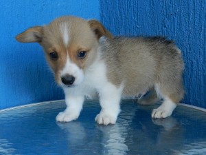 mauricio Avisos gratis en Mexico lindo en Le&oacute;n |  CACHORROS WELSH CORGI PEMBROKE, CRIANZA SELECCIONADA