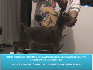 MARTIN BECERRIL SANT Avisos gratis en Mexico lindo en Magdalena Contreras |  cachorros doberman, vendo cachorros doberman