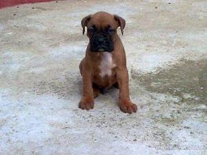 armando cantu Avisos gratis en Mexico lindo en Monterrey |  boxer cachorritos leonados, boxer exelentes