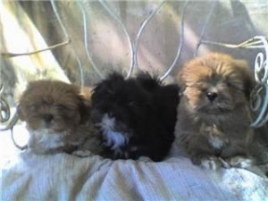 armando cantu Avisos gratis en Mexico lindo en Monterrey |  lhasa apso cachorritos en venta, exelentes lhasa apso