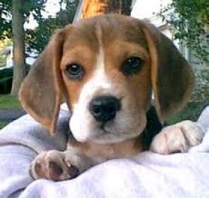 armando cantu Avisos gratis en Mexico lindo en Monterrey |  beagle tricolor cachorritos en venta, beagle legitimos