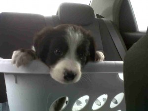yedira gonzalez Avisos gratis en Mexico lindo en Monterrey |  cachorritos border collie, cachorritos border collie