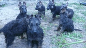 Elda Avisos gratis en Mexico lindo en Xalapa de Enr&iacute;quez |  Pastorcitos Alemanes, Bell&iacute;simos cachorritos dispuestos a llevar alegr&iacute;a a tu hogar.