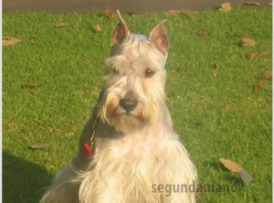 saya Avisos gratis en Mexico lindo en Xochimilco |  SCHNAUZER BLANCO SEMENTAL, SEMENTAL DISPONIBLE Y CACHORROS