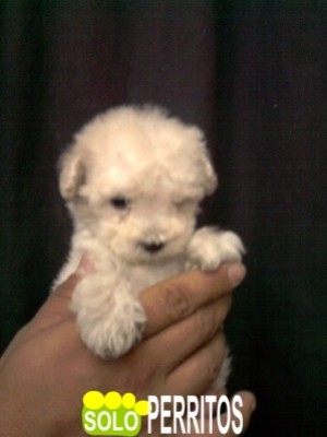 Criadero SoloPerrito Avisos gratis en Mexico lindo en Guadalajara |  french poodle tacita de te no pagues adelantado ni envios, los cachorros mas sanos con garantia escrita de criadero especialista